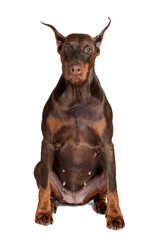 brown doberman dog portrait
