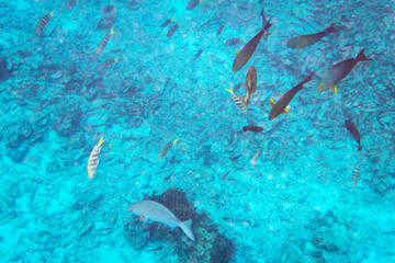 Fishes underwater in Andaman Sea of Thailand
