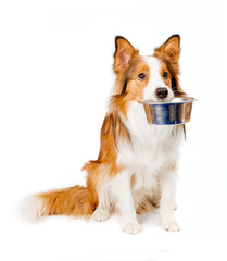 dog with empty bowl