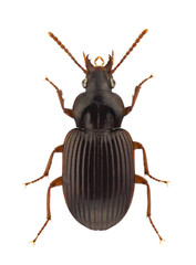 African carabidae