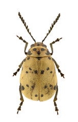 African Chrysomelidae