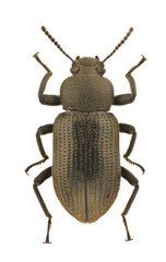 African tenebrionidae