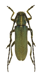 Agapanthia viti