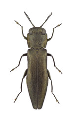 Agrilus angustulus
