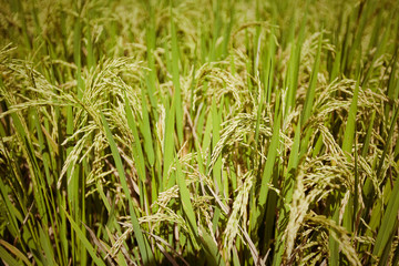 Fototapeta premium Rice Fields, Bali, Indonesia 