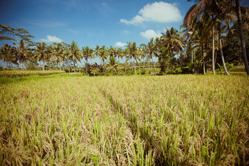 Rice Fields, Bali, Indonesia 