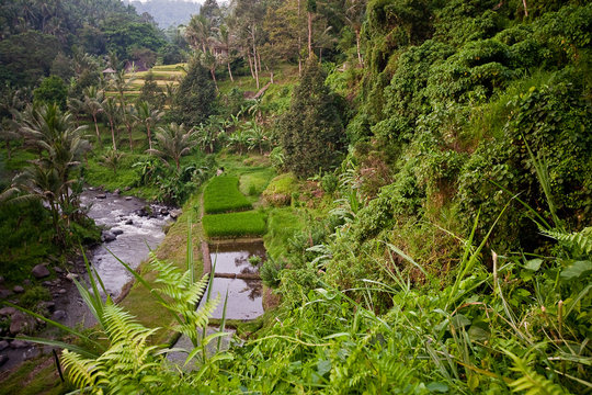 Rice Fields, Bali, Indonesia 