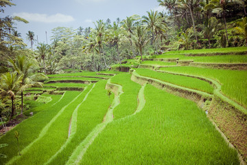 Rice Fields, Bali, Indonesia 