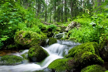 Foto op Plexiglas Górski strumień w Tatrach © michals88