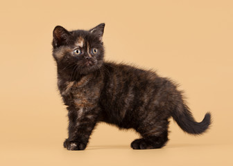 small black tortoise british kitten on light brown background
