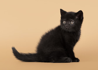 small black british kitten on light brown background © dionoanomalia