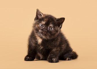 Fototapeta premium small black tortoise british kitten on light brown background