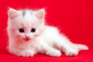 White domestic cat