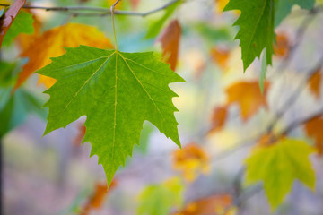 Naklejka na ściany i meble drzewo jesień liście tło