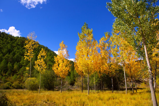 Autumn fall forest with yellow golden poplar trees