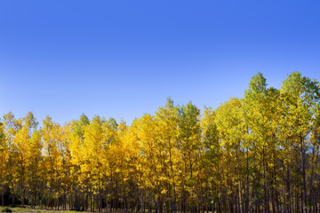 Autumn early fall forest with yellow poplar trees