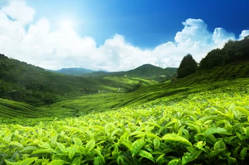 Fotobehang Tea plantation Cameron highlands, Malaysia © Iakov Kalinin