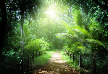 way in jungle of Seychelles islands © Iakov Kalinin