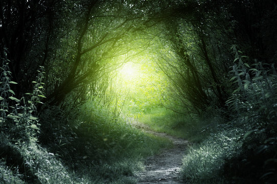 way in deep forest