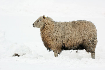 Sheep in snow