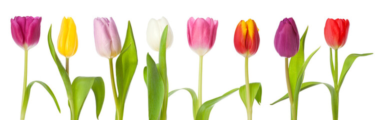 Reihe bunter Tulpen isoliert auf weiß