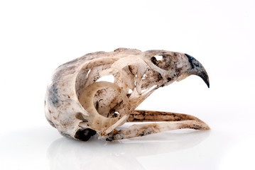 Animal Skull