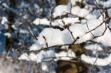 Closeup of frosted bare branches and buds