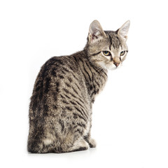 Fototapeta premium Little gray cat isolated on white background.