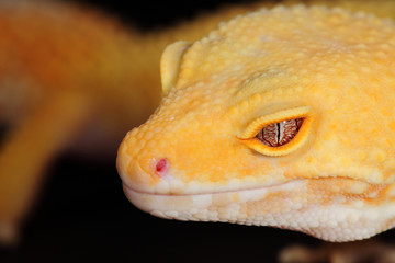 Leopard gecko