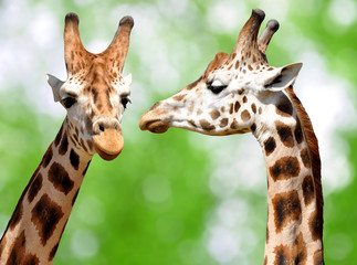 giraffes