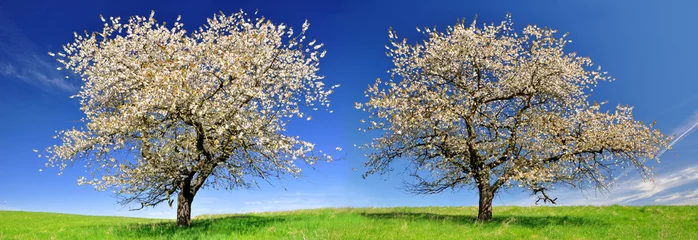 Foto op Plexiglas Blooming cherry trees © vencav