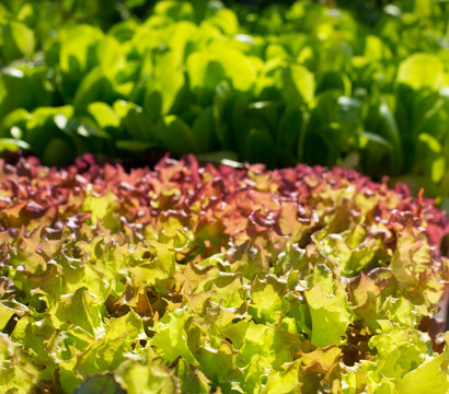 endive lettuce vegetables sprouts textures