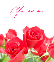 Red roses flowers on white background