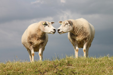 Schafe - 003 - NL - Paar