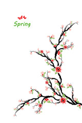 Obraz premium Spring Cherry Blossoms