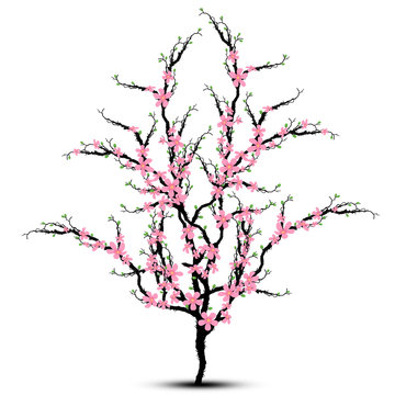 Cherry Blossoms Tree