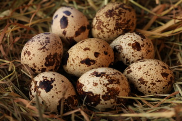 Quail eggs