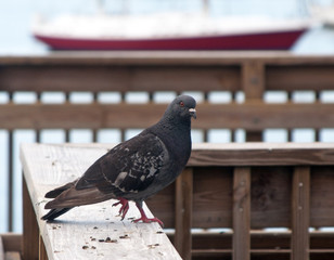 Black pigeon on handrail looking at the camera