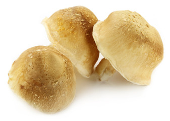 Edible Shiitake Mushroom over white background