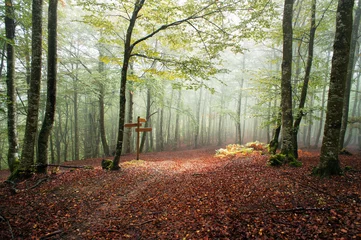 Fotobehang Sunlight in a foggy beech forest © mimadeo
