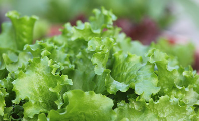 Fresh lettuce closeup