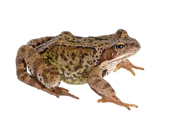 Printed kitchen splashbacks Frog frog