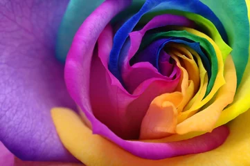 Acrylic prints Macro Close up of rainbow rose heart