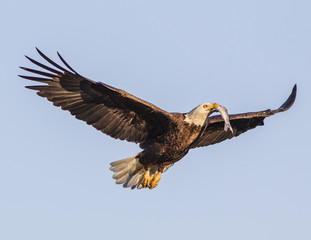 Eagle Bringing Food