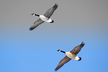 Pair Of Canada Geese Flying Free - 2 tone sky background