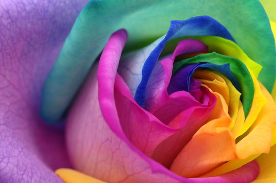 Close up of rainbow rose heart