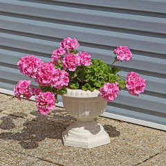 géranium zonal rose