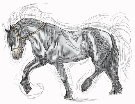 horse - hand drawing into vector