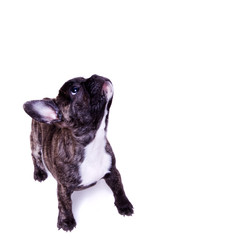 french bulldog looking up - isolated on white
