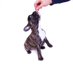 Naklejka premium feeding french bulldog - isolated on white